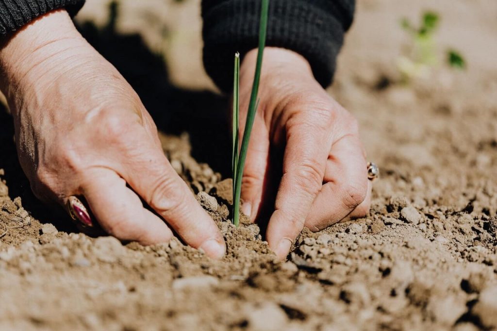 An up-close image of someone gently planting a new seedling into the ground, showing care and dedication in gardening.